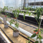 水耕栽培トマト