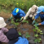 エダマメの植え付け