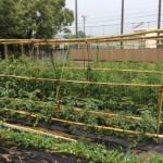 雨よけ栽培前のトマト