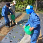 植付けた苗に水やり