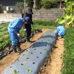 ハクサイの植付け