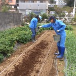 タマネギ用畝を作り