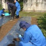 マルチの穴開け作業