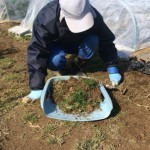 除草作業の様子