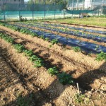 学級園に植え付けた野菜苗