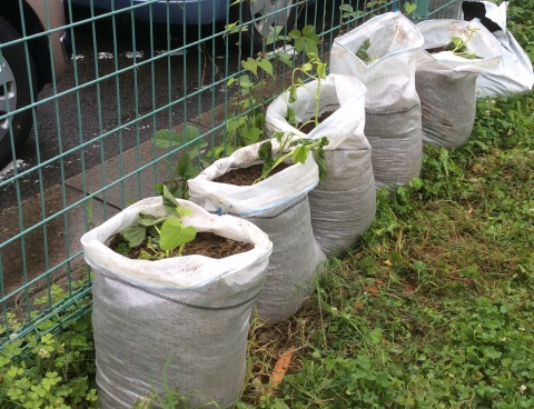 サツマイモの袋栽培をはじめました インクルーシブ高知
