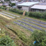 奥の藁マルチは、カボチャの植え付け用