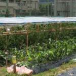 雨よけ栽培全景