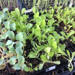 茎ブロッコリー、玉レタス、ビートの苗も定植まじか