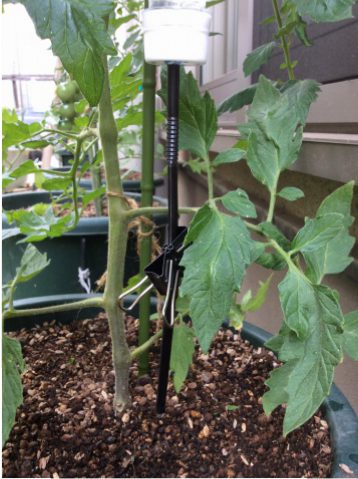 プランター土耕栽培トマトに簡易点滴装置を自作しました インクルーシブ高知