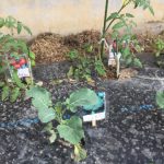 トマト３種類、ブロッコリーなど定植する