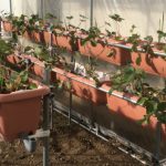 学級園の高設底面給水栽培のイチゴ