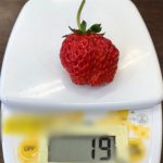 初収穫のイチゴ19g 糖度9.2度