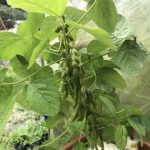 枝豆の成長