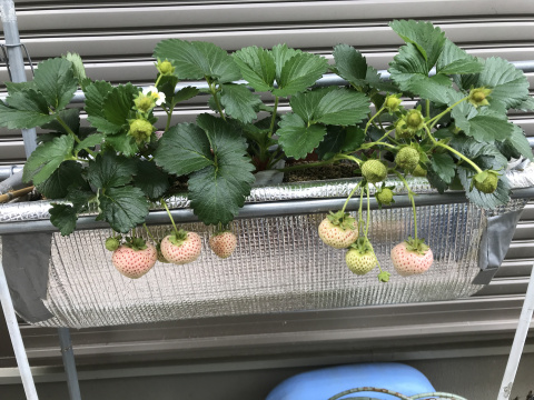 雨除けプランター水耕栽培に 夏野菜各種植え付け イチゴのプランターも移動しました インクルーシブ高知