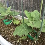 野菜の成長