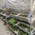 プランターによるイチゴの垂直式底面給水養液栽培の試験栽培をはじめました